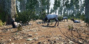 Wilderness Survival: The Conservationist