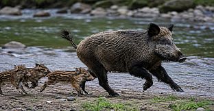 Puzzles Boars