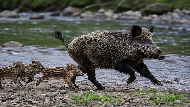 Puzzles Boars