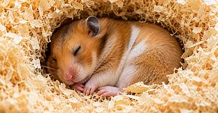 Puzzles Hamster