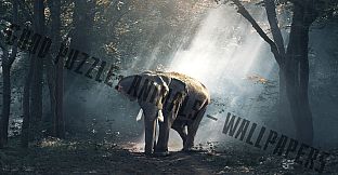 Good puzzle: Animals - Wallpapers