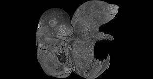 Tomography VR