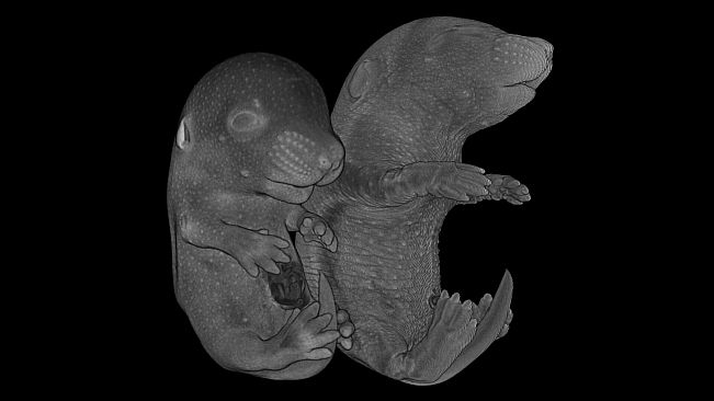 Tomography VR