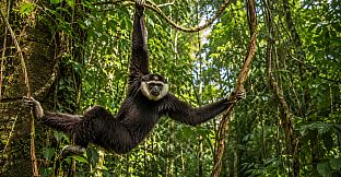Puzzles: Monkey
