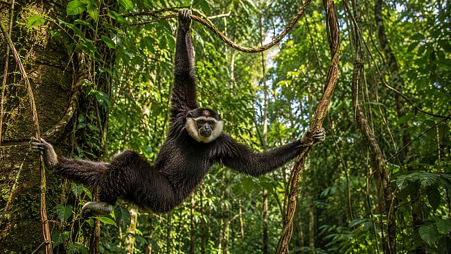 Puzzles: Monkey