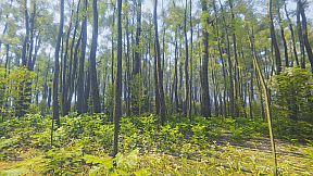 Mindfulness Simulator - ASMR Meditation Game