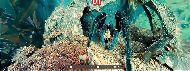 Tony's Creepy Crawly Zoo 2.0