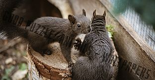 Good puzzle: Animals - Wallpapers