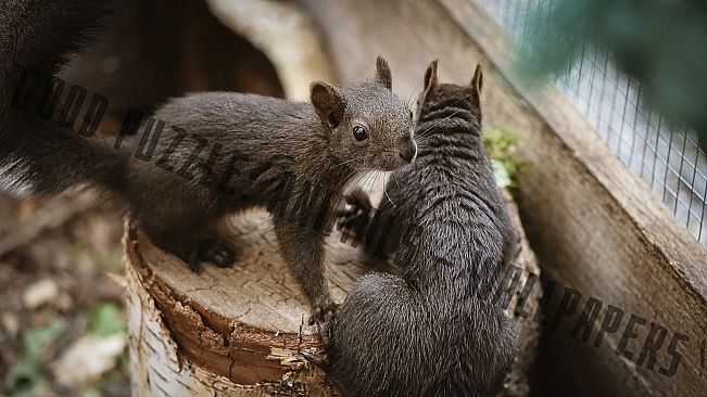 Good puzzle: Animals - Wallpapers