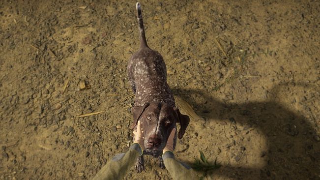 theHunter: Call of the Wild - German Shorthaired Pointer