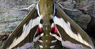 Master of Pieces Butterflies DLC