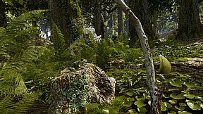 Shinrin-yoku: Forest Meditation and Relaxation