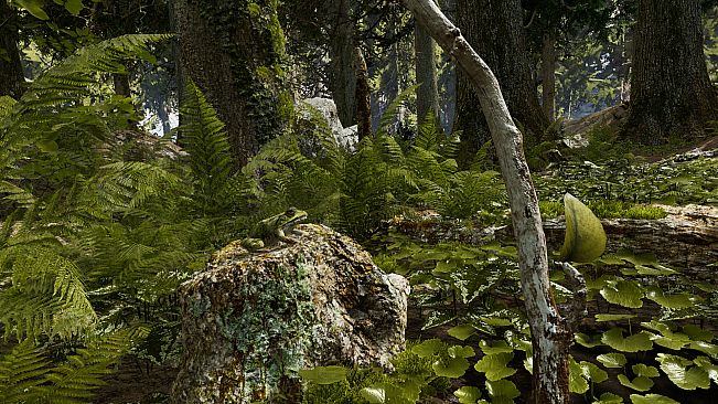 Shinrin-yoku: Forest Meditation and Relaxation