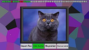 Test your knowledge: Cats