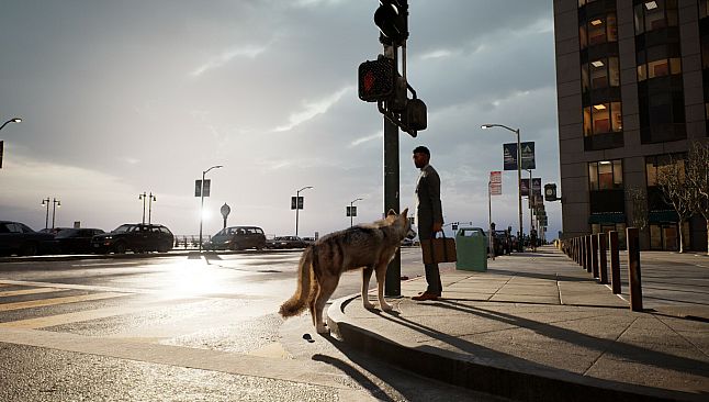 Pigeon Flight Simulator