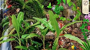 Twistingo Collector's Edition