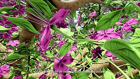 Nature And Life - Drunk On Nectar