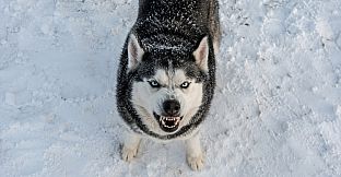 Puzzles Evil Dogs