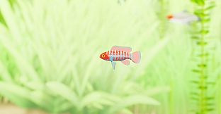 Fish Game - Indian Subcontinent Fish Pack 1