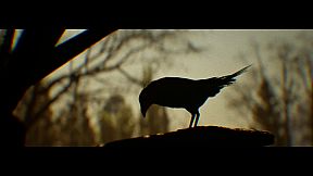 Folk Tales: Alageyik