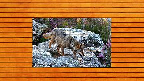 Bear vs. Wolf Jigsaw Puzzle