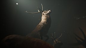 Project 13: Taxidermy