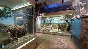 Purry & Panther: Lost in Helsinki