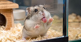 Puzzles Hamster