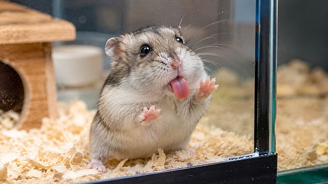 Puzzles Hamster