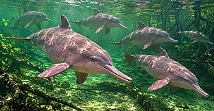Puzzle Dolphins