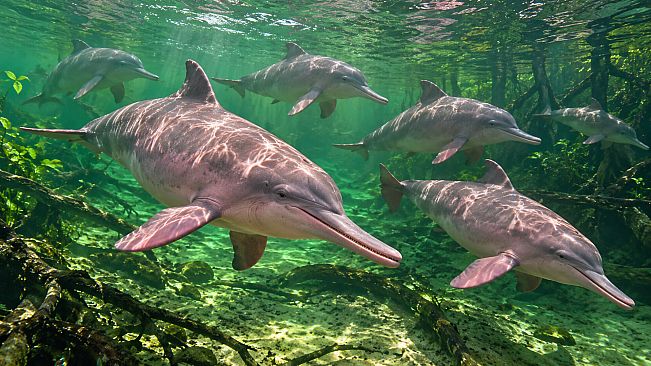 Puzzle Dolphins