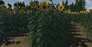 The Path of the Sunflower