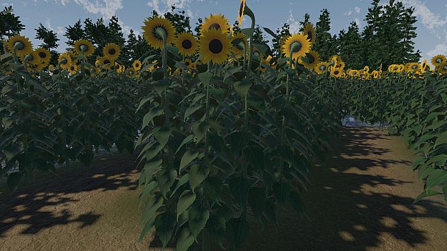 The Path of the Sunflower