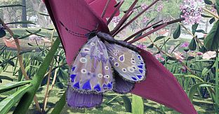 Butterfly Skins - Drunk On Nectar