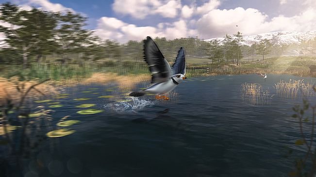 Birding Simulator: Bird Photographer