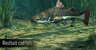 Ultimate Fishing Simulator - Amazon River DLC