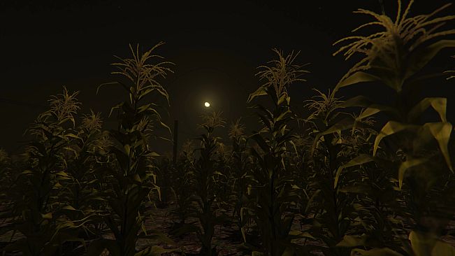 Cornfield