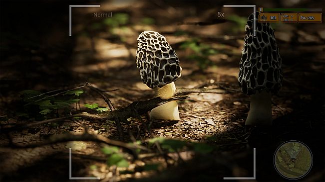 Morels The Hunt 2