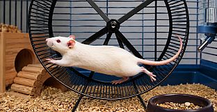 Puzzles Rats