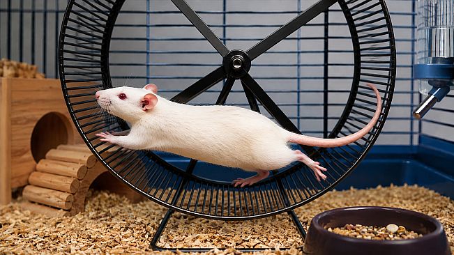 Puzzles Rats