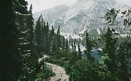 Lushfoil Photography Sim