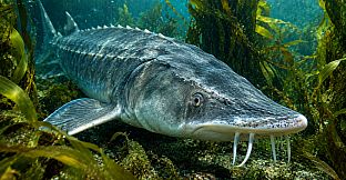 Puzzle Marine Fish