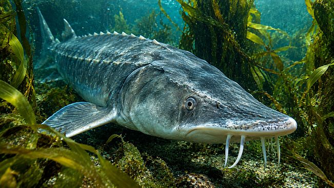Puzzle Marine Fish