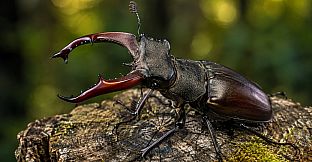 Puzzle Beetles