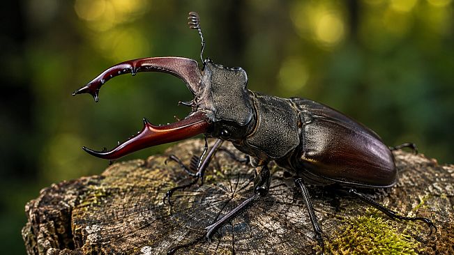 Puzzle Beetles