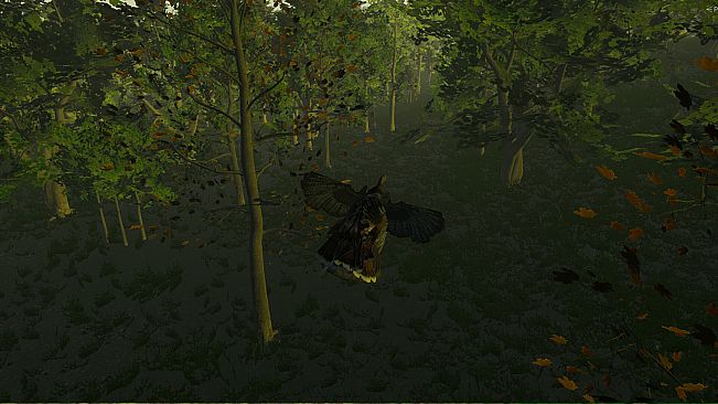 Turkey Hunting - The Season