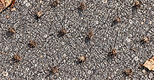 Puzzle Spiders