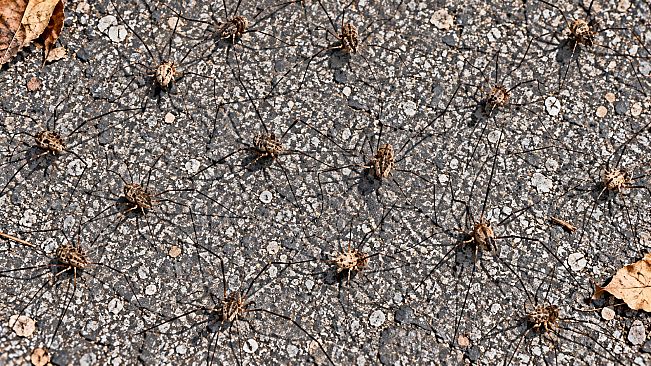 Puzzle Spiders