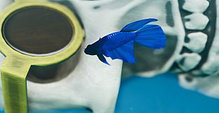 Fish Game - Betta Fish Pack 1