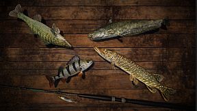 Professional Fishing